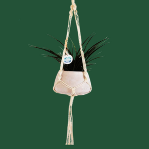 Macramé Plant Hangers